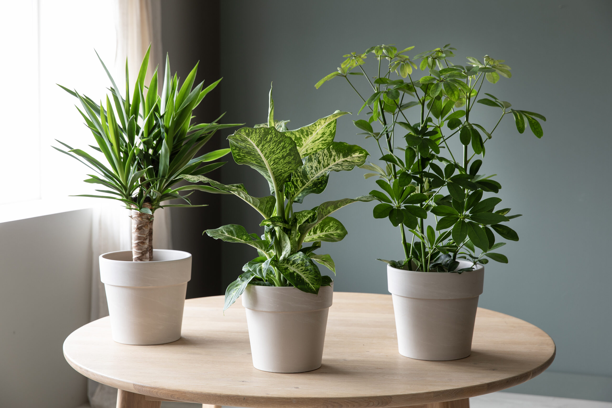 Medlemstilbud Mester Grønn