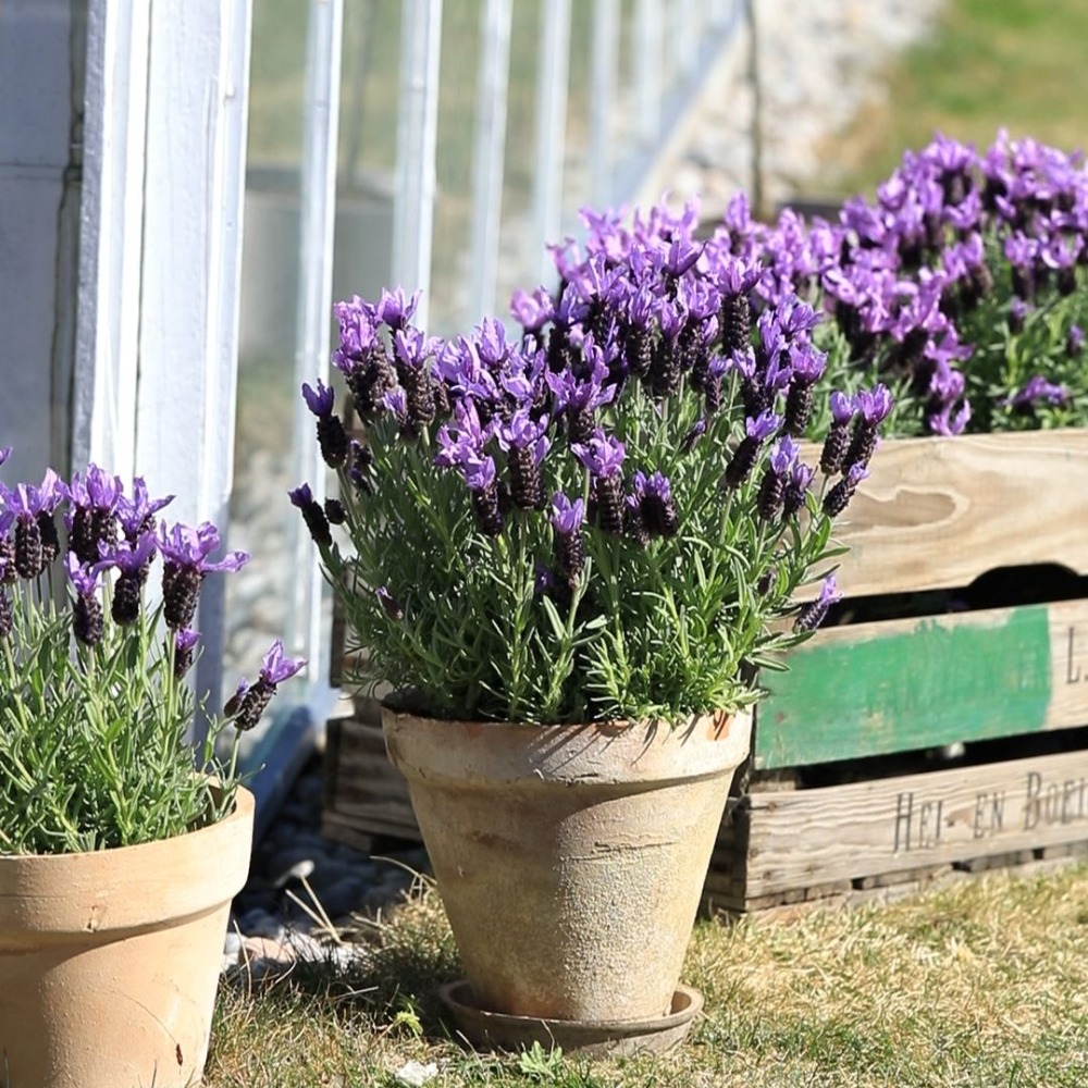 Lavendel 150 kr Mester Grønn