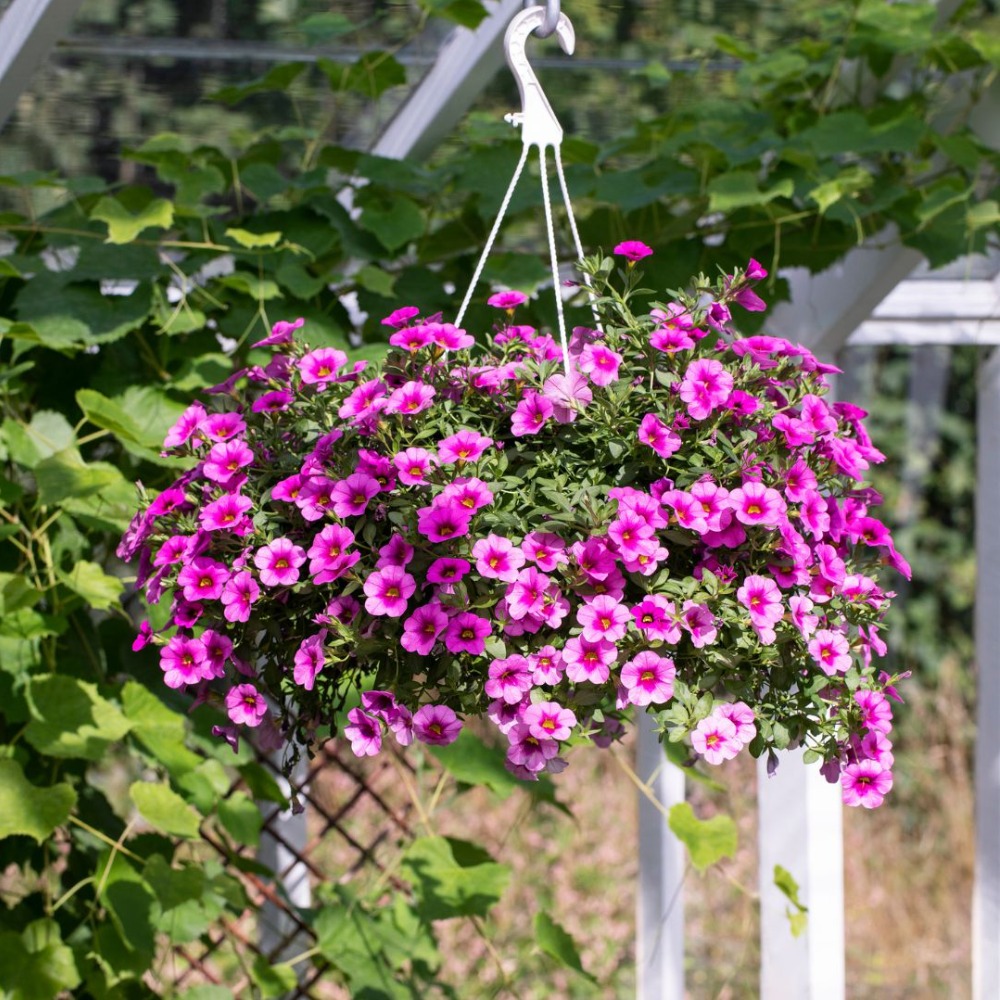 Sommerblomst i ampel 170 kr Mester Grønn
