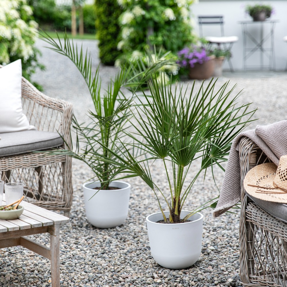 Terrassepalmer 250 kr Mester Grønn